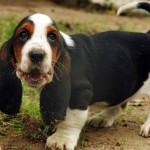 The Basset Hound originated in France. The breed got their name from the French word bas, which means 