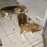 Animal activists are thought to be behind the freeing of more than 200 beagles used for drug testing in the state of Sao Paulo, Brazil. The