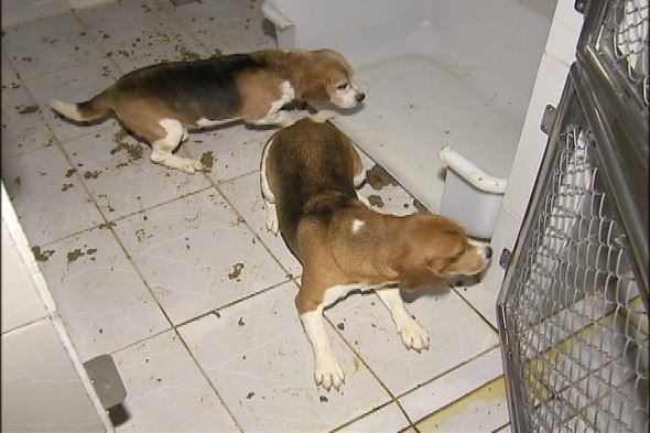 Animal activists are thought to be behind the freeing of more than 200 beagles used for drug testing in the state of Sao Paulo, Brazil. The