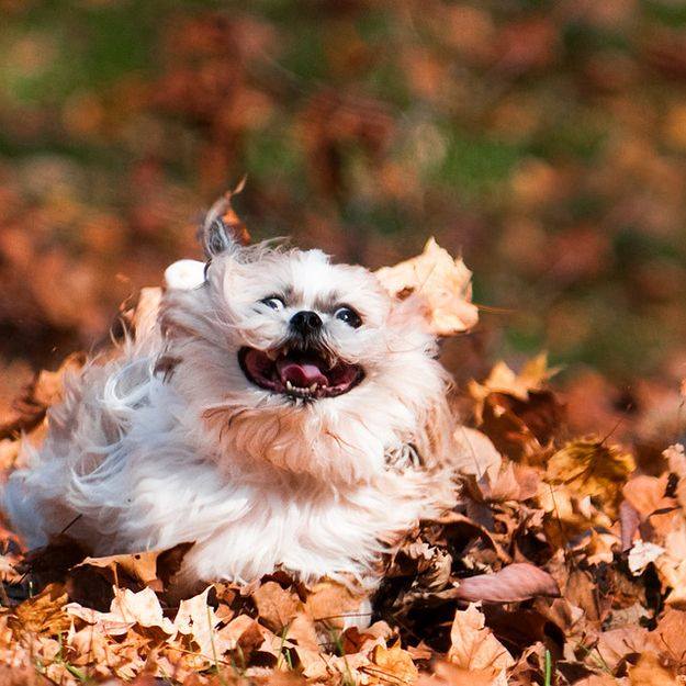 It’s November … and that means time to play in the leaves! Fans, *COMMENT* with your caption to this photo! Best caption gets re-posted