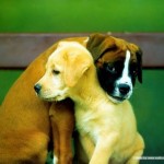 Puppy Friendships - Super Cute!