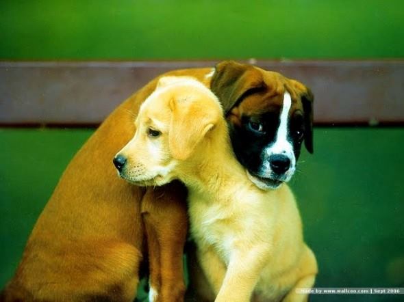 Puppy Friendships – Super Cute!