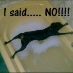 Is this a good representation of bath time for your dog? ;)