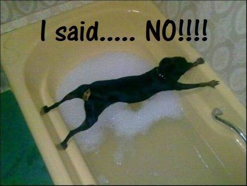 Is this a good representation of bath time for your dog? ;)