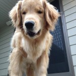 See what you think, and maybe cast a vote for Ray Charles The Golden Retriever for the Today Show Pet of the Year :)