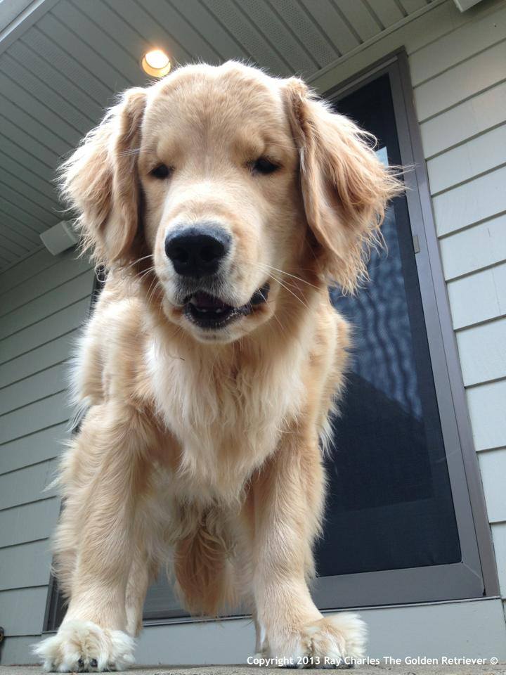 See what you think, and maybe cast a vote for Ray Charles The Golden Retriever for the Today Show Pet of the Year :)