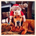 Check out these festive Christmas pups! 'Like' your favourite looks :)

www.Lifewithdogs.tv