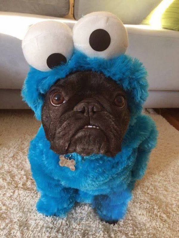 Do you play dress ups with your dog? :)