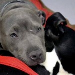 Pit Bull Puppy Dominic has a special gift for comforting others - pretty sweet, have a read :)