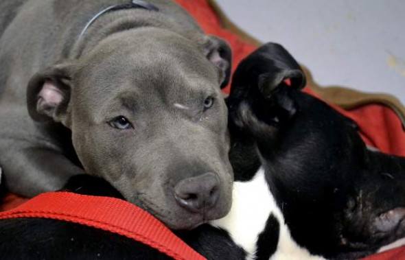 Pit Bull Puppy Dominic has a special gift for comforting others – pretty sweet, have a read :)