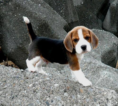 What perfect markings….especially the white tip tail :) - Dog Fancast