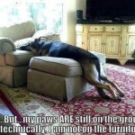 Super comfy? But no paws are on the furniture = Smart dog