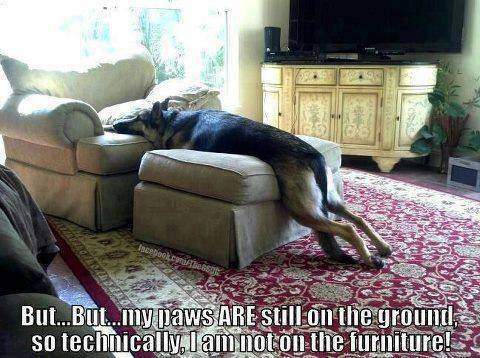 Super comfy? But no paws are on the furniture = Smart dog