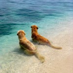 The perfect combination! The beach and Golden Retrievers ;)