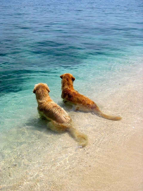 The perfect combination! The beach and Golden Retrievers ;)