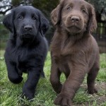 Would you choose a Black Lab or Chocolate Lab...or both #tough