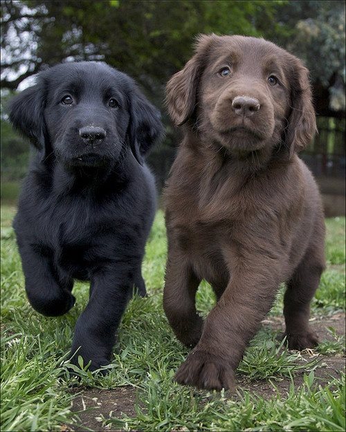 Would you choose a Black Lab or Chocolate Lab…or both #tough