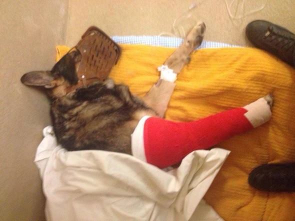 Kota, the police dog breaks his leg and continues to apprehend a suspect…..#amazing