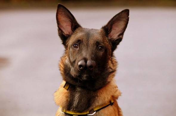 Adorable Scottish Dog Snuffles, born with ‘two’ noses is looking for a good home – have a read and see if you can help :)