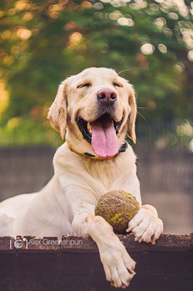 Photographer Alex Greenshpun finds passion after expanding into pet photography. 
What a great job!!!