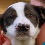 Snorkle, the puppy with two noses is looking for a home. He's at the Kentucky Humane Society....and he's pretty adorable!