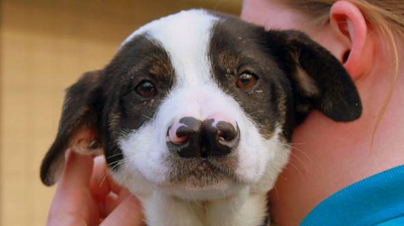 Snorkle, the puppy with two noses is looking for a home. He’s at the Kentucky Humane Society….and he’s pretty adorable!