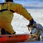 Boston firefighter risks his life to save a Husky from an icy death