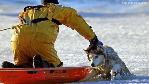 Boston firefighter risks his life to save a Husky from an icy death