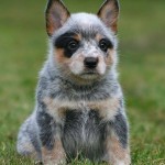 A Blue Heeler, an Australian Cattle Dog - What a cutie!!