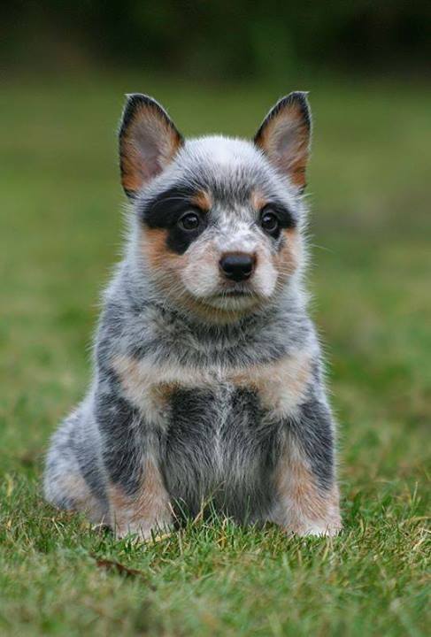 A Blue Heeler, an Australian Cattle Dog – What a cutie!!