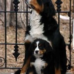 Mum and Pup Bernese Mountain Dogs - We'll take both!!