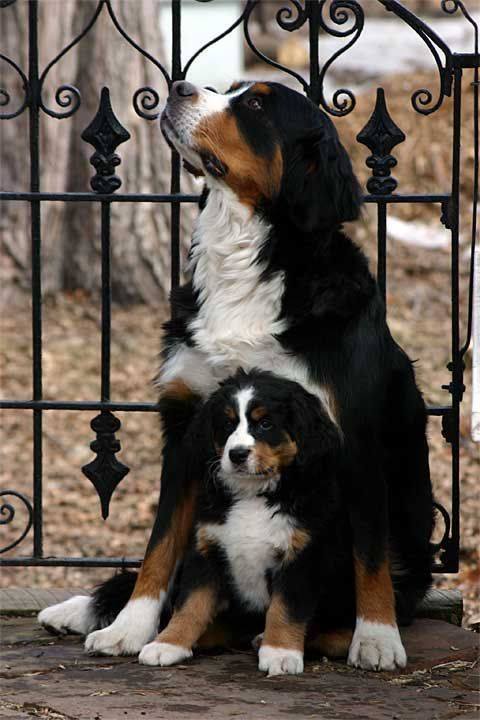 Mum and Pup Bernese Mountain Dogs – We’ll take both!!