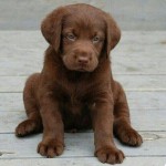 America's most popular dog breed is The Labrador again!! According to the American Kennel Club.




The rest of the top