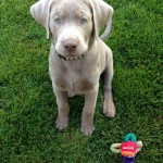 Silver Labradors are purebred Labrador Retrievers. 
They are actually considered Chocolate Labradors just with a lighter silver coat due to