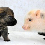 Who would have thought it - German Shepherd puppies and mini Juliana piglets growing up together become best friends