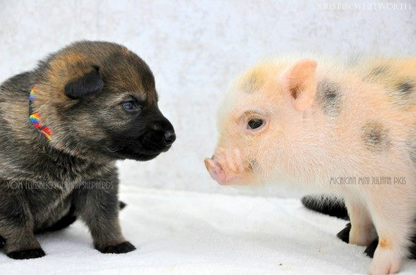 Who would have thought it – German Shepherd puppies and mini Juliana piglets growing up together become best friends