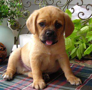 Have you come across a Puggle? It is a cross between a Beagle and a Pug.
Upload a pic if you have one at home :) #cuteness