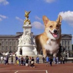 12 pictures showing why the Royal Corgis live a good life