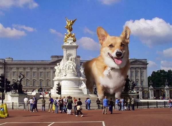 12 pictures showing why the Royal Corgis live a good life