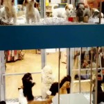 It's hard to resist puppies in a pet store at feeding time....have a look :)
We hope they all find a home soon!