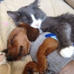 For Dog and Cat lovers!!! Note who is the 'big spoon' :)