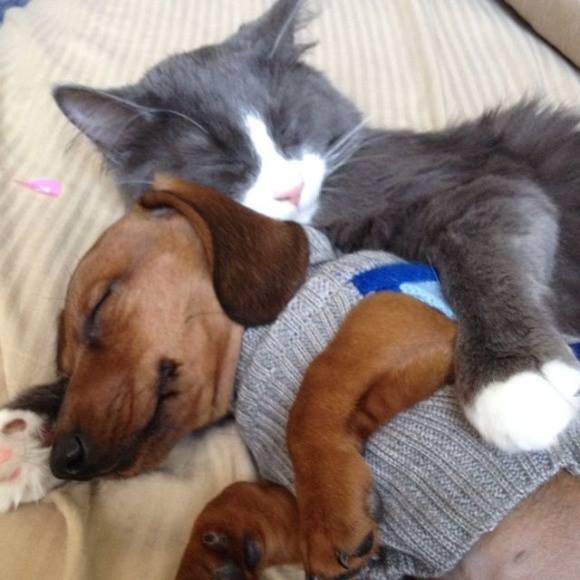 For Dog and Cat lovers!!! Note who is the ‘big spoon’ :)