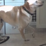 Dog Learns To Fetch Snack Ingredients