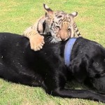 Black lab adopts abandoned Tiger cub