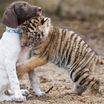 Puppy and Tiger cub