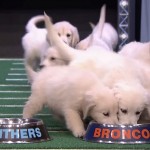 Puppies predict Denver Broncos