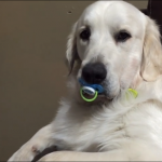 Adorable Video of Dog with Pacifier