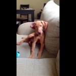 What Vizsla Puppies do When They're Bored