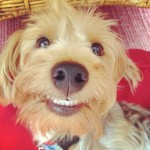 These Dogs' Smiles are Contagious