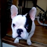 French Bulldog Crazy Dance